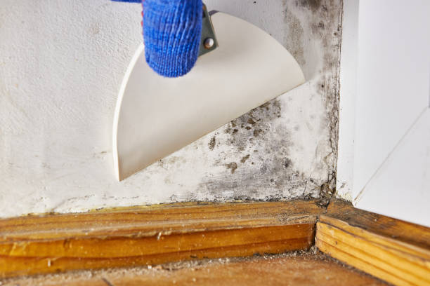 Best Mold Remediation for Rental Properties  in Wallace, ID