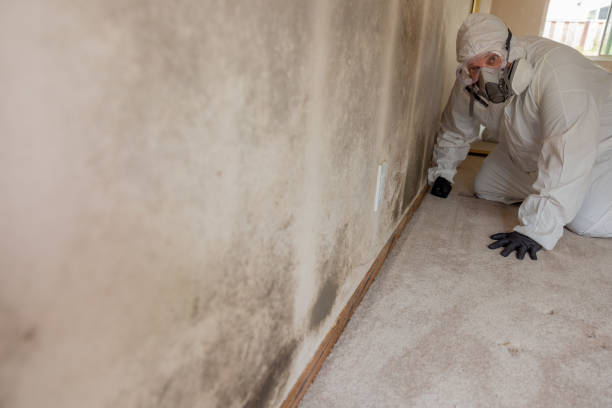  Wallace, ID Mold Removal Pros