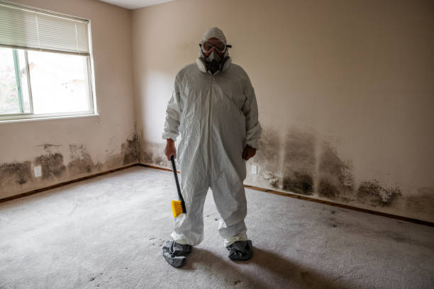 Best Attic Mold Removal  in Wallace, ID